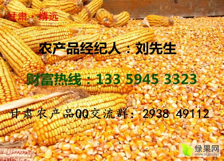 最新玉米价格行情怎么样2019年12月19日玉米价格表一览
