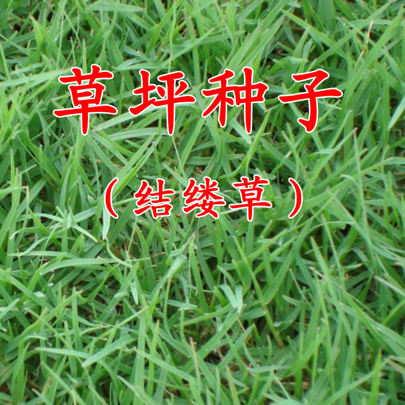 
宁安绿化草坪种子多少钱一平方临川生态护坡(组图)
