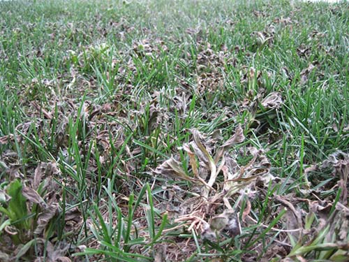 关于山东燕兴种业冷季型草坪的常见问题及解决办法