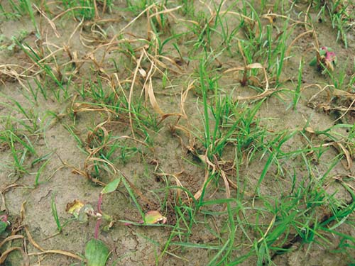 关于山东燕兴种业冷季型草坪的常见问题及解决办法