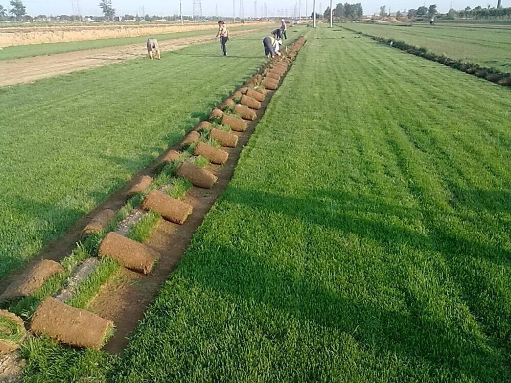 足球场草坪种植施工方案（一）——开挖土方及原土