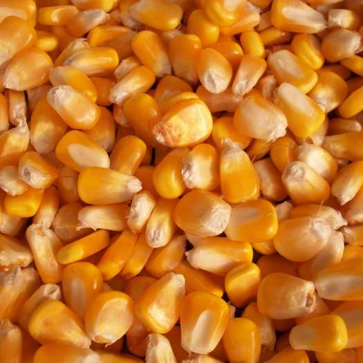 惠农网小编：今日玉米多少钱一斤?7月玉米价格行情如何