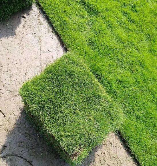 景观绿化应用最多的植物素材草坪用什么草好呢？